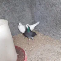 کبوتر معاوظه بابلدرچین ماده
