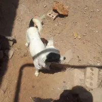 پاپی گوش تیز