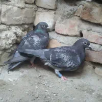 کبوتر