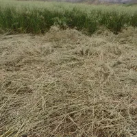 علف زعفران