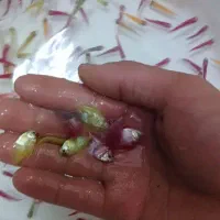 ماهی کالر ویدو رنگی