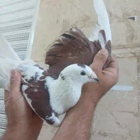 کبوترپلاکی