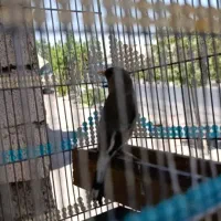 سهره