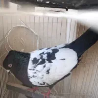 کفترسینه سیاه