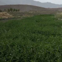 نعنا تازه فروشی