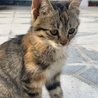 واگذاری گربه