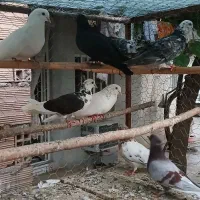 کبوتر تکپر