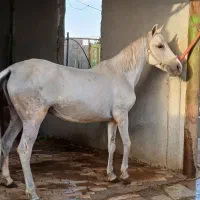 فروش اسب های اصیل