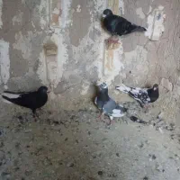 سلام چهارنربفروش زمانت پریدن همچی می کنم