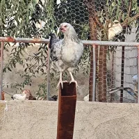 تخم مرغ محلی