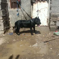 سگ پیت پول با شناسنامه و برگه پزشکی