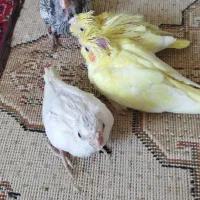 جوجه عروس هلندی