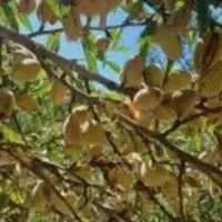 باغ بادام 3000متری طرح عمان شهرکرد
