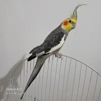 عروس نر یکسال‌نیم