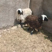 بره نر و کهره نر