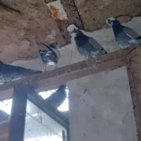 کبوتر|پرنده|اردستان, |دیوار