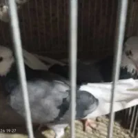 کفتر کاشونی پرش سنگین شازده سیاه پشت کله ای