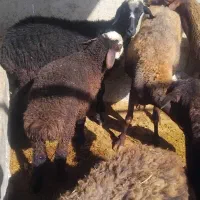 بره نر چاق گوشتی درجه یک فروشی