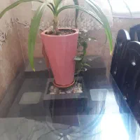 یک عددمیز نهار خوری ۴ نفره و یک عدد کمد لباس نوزاد