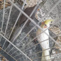 دو عروس هلندی دوماه