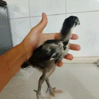 جوجه لاری اصیل