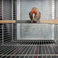 سهره دورگ دارابی دهن قشنگ