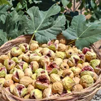 انجیر درجه یک استهبان