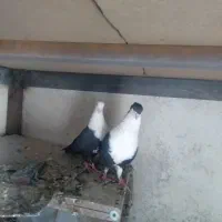 تعدادی کبوتر چپ و کلاغ