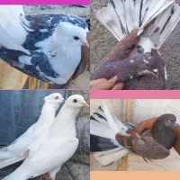 کبوتر دوکت و سرخ و سیاه و سبز ابلغ وسفید پلنگ. کله