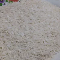 برنج صدری برداشت امسال