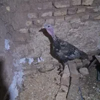 بوقلمون ماده