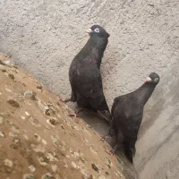 کبوتر