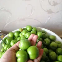 گوجه سبز درجه وشوید محلی