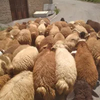 بره نروماده