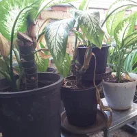 گل های اپارتمانی