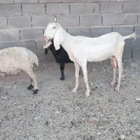 بز مری بدون شاخ