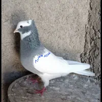 کبوتر طوقی کبود  سبز رنگی (شهری سینه پلاکی)