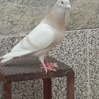 کبوتر شهری ،پلاکی