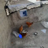 جوجه طبیعی عالی وسالم