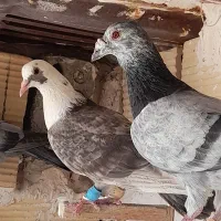 کفتر