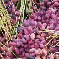 شیخالی خارک