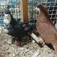 ریش نروماده میزون پلنگ کفتر حریف میزون