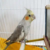 عروس هلندی