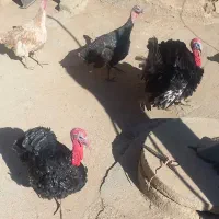 بوقلمون با ۱۴عددتخم