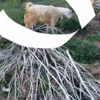 بز قسر ،چاق، جوان،فروشی