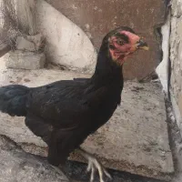 مرغ لاری سیاه مفت مفت