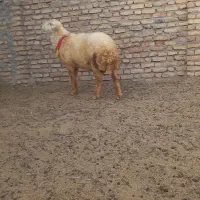بره قوچی