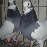 طوق سبز خوب