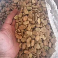باقالی درجه یک خوش پخت