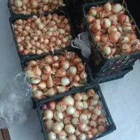 پیاز درجه یک کیلویی بیست هزار